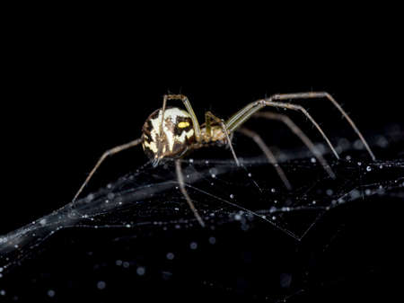 Spider on Cobweb with water droplets close up.の写真素材