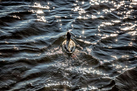 Mallard Swimming away in Water.の写真素材