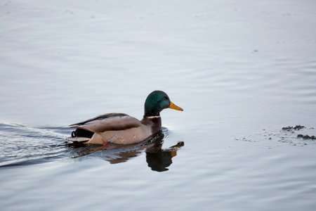Mallard Male (Bird) Close Up in Water.の写真素材