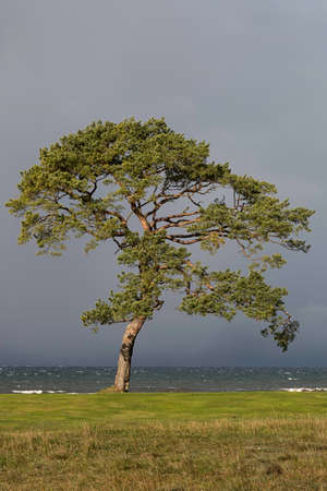 Pine by Ocean with a cloudy sky.の写真素材