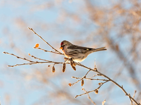 Common redpoll on Birch Branch with a blue sky behind it.の写真素材