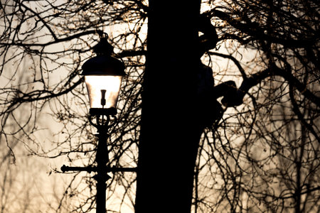 Sun Shining into Streetlight with tree behind it.の写真素材