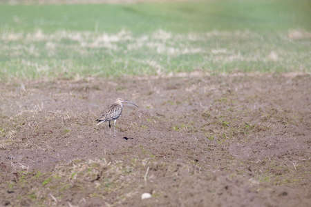 Eurasian Curlew in Field.の写真素材