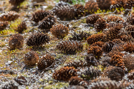 Spruce Tree Cones on the Ground.