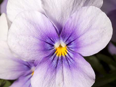 Purple Garden Pansy Close Up with a Yellow Center.の写真素材