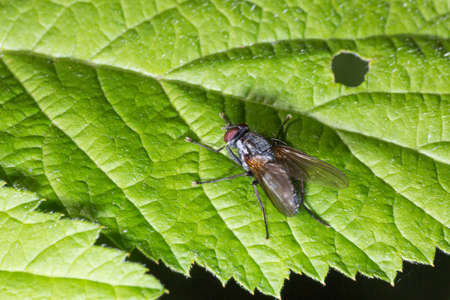 Fly on Green Leaf Close Up macro.の写真素材