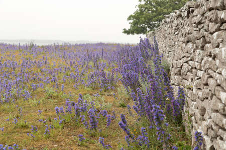 Blueweed by Stone Wall.の写真素材