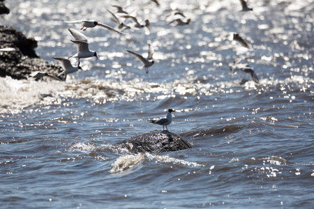 Black-headed gulls Flying over Water by cliffs.