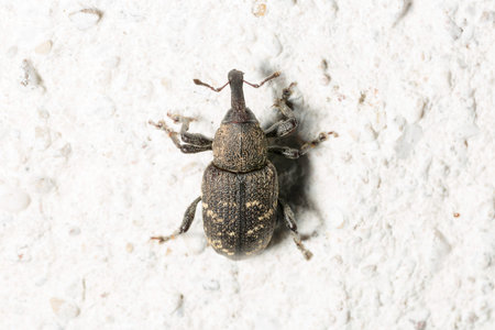 Large Pine Weevil Close Up on stone floor.