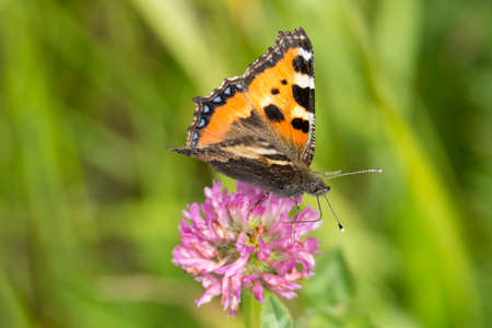 Small Tortoiseshell Butterfly sitting on pink clover.の写真素材