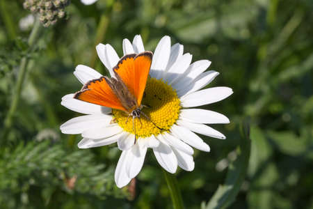 Scarce Copper butterfly on Oxeye Daisy close up.の写真素材