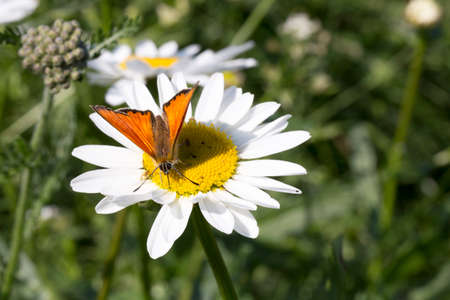 Scarce Copper butterfly on Oxeye Daisy close up.の写真素材
