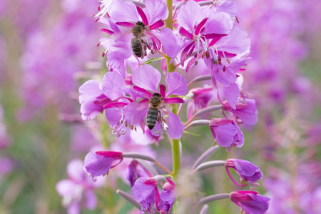 Fireweed Flowers with Bee close up.