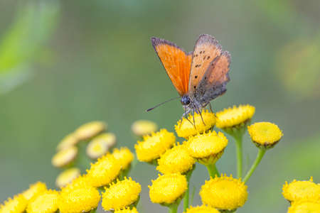Scarce Copper butterfly on Tansy Flower close up.の写真素材
