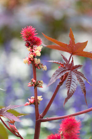 Castor-oil-plant Flower with Seeds close up.の写真素材