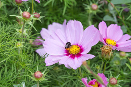 Garden Cosmos Flower Close Up.の写真素材