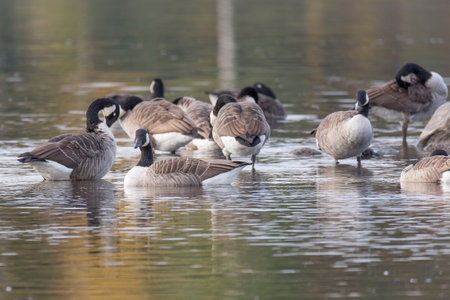 Canada Geese Flock in Water.の写真素材