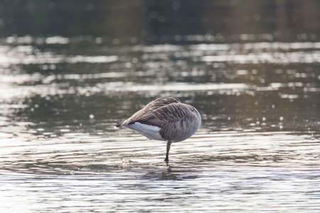 Canada Goose Standing on One Leg in water without head.の写真素材
