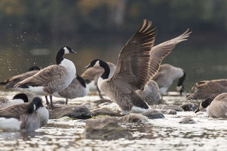 Canada Goose Flapping Wings by rocks in water.の写真素材