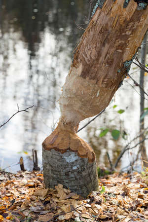 Beaver Eaten Tree Trunk with in autumn.の写真素材