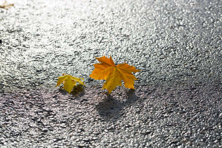 Pair of Maple Leaves on Tarmac.の写真素材