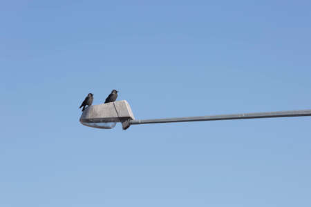 Pair of Western jackdaws on Street Light with a blue sky.の写真素材