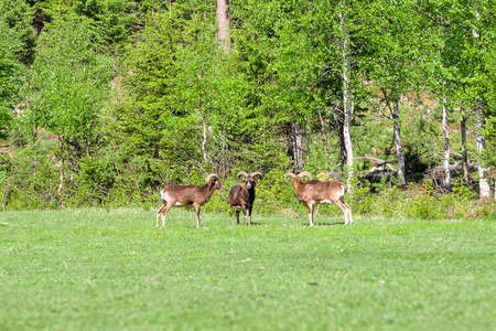 Three Mouflon on Green Grass with trees in the background.の写真素材