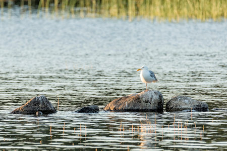 Two Common Gull in Water Standing on Rock.の写真素材