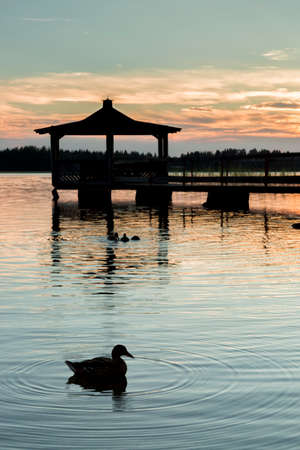 Gazebo in Lake with Mallard Ducks in Water at Sunset.の写真素材