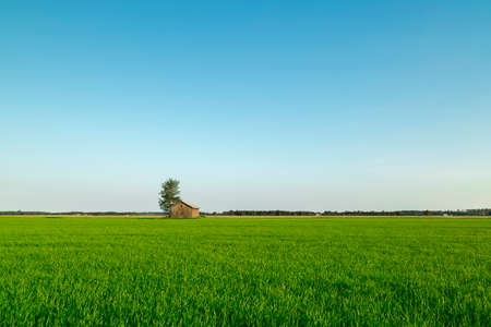 Barn in Farmfield by Tree with a blue sky.の写真素材