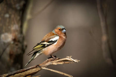 Common chaffinch Bird Close Up.の写真素材