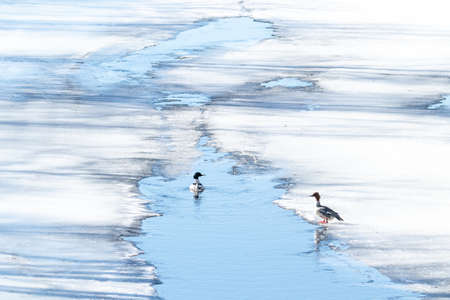 Pair of Common Merganser on ice and in water.の写真素材