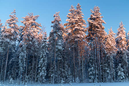 Pine tree line in winter with snow.の写真素材