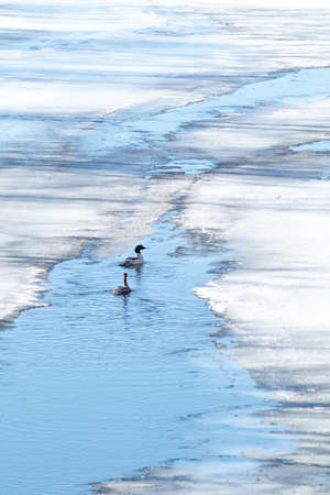 Pair of Common Merganser in water.の写真素材
