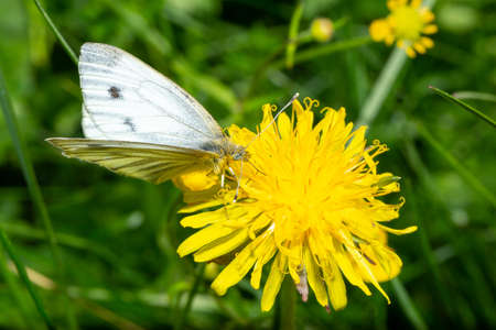 Green-veined white Butterfly on Dandelion close upの写真素材