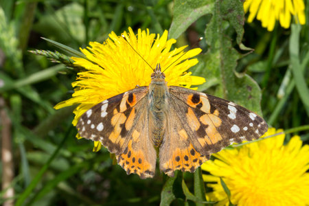 Butterfly Sitting on Dandelion close up.の写真素材
