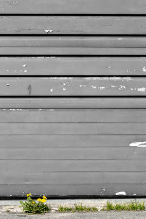 Taraxacum flower in front of garage door.の写真素材