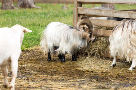 Small goat with Horns Eating Hay.の写真素材