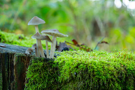Muschrooms Growing on Tree Strump with Moss Close Up.の写真素材