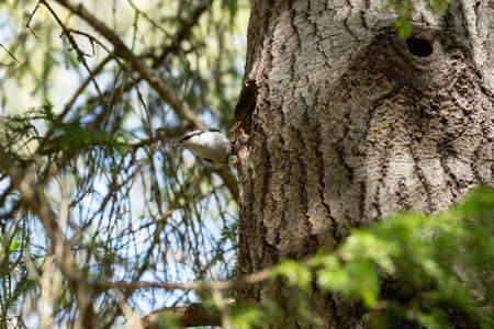 Eurasian Nuthatch with Food Standing on Tree Trunk.の写真素材