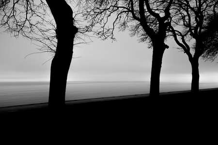 Silhouette Trees by Ocean with a cloudy sky.の写真素材