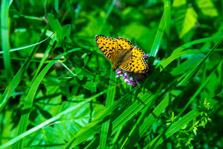 Titania's Fritillary Butterfly on Flower Close up.の写真素材