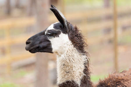 Black and white Llama close up.の写真素材