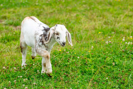 Baby Goad with Horns walking on Grass.の写真素材
