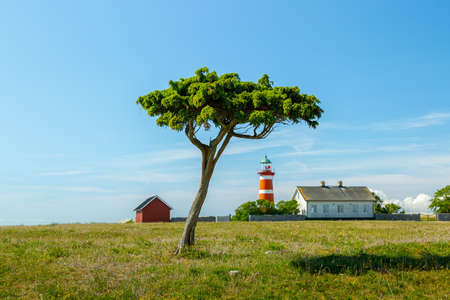 Tree and Light House at Narsholmen, Gotland, Sweden.の写真素材