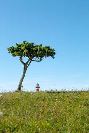 Tree and Light House at Narsholmen, Gotland, Sweden.の写真素材