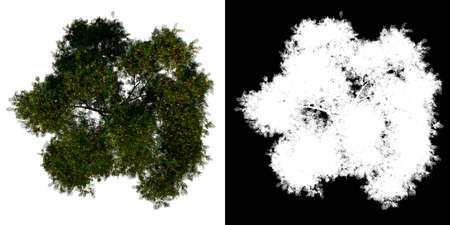 Top view tree (Adolescent Yellow Flamboyant tree 2) white background alpha png 3D Rendering 3D Illustrationの写真素材