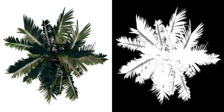 Top view tree (Adolescent Howea forsteriana Kentia 3) white background alpha png 3D Rendering 3D illustrationの写真素材