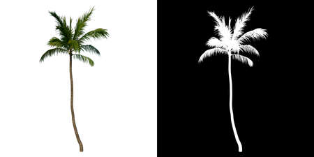 Front view tree (Coconut Tree Palm 3) white background alpha png 3D Rendering 3D Illustrationの写真素材
