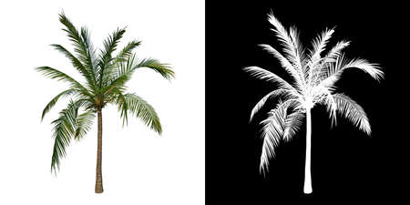 Front view tree (Adolescent Coconut Tree Palm 1) white background alpha png 3D Rendering 3D Illustrationの写真素材